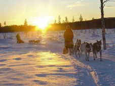Schweden : Polarlicht-Tour an Weihnachten oder um Neujahr mit Huskies in Lappland