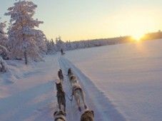 Schweden : Unvergessliche Huskyerlebniswoche für Geübte in Lappland - Tjappsåive