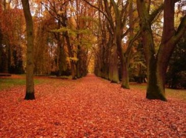 Besonderes im Herbst